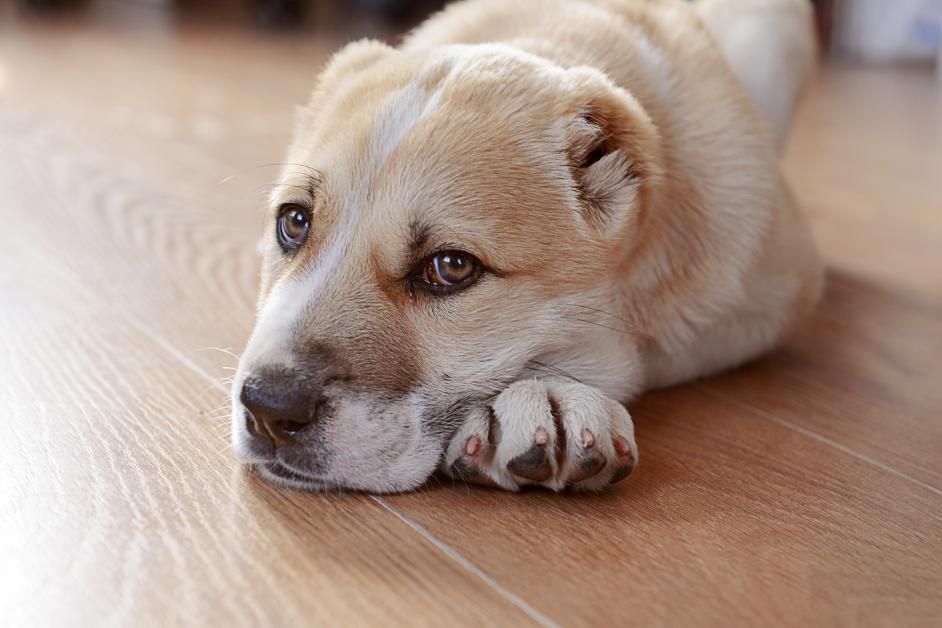 3 Tips For Preventing Hardwood Floor Scratches From Pets
