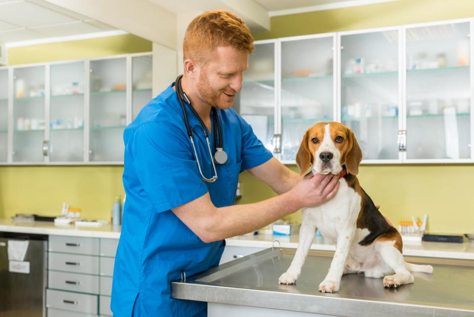 A Guide to Pet Vaccinations for Dog Boarding - Furever Friends Play and