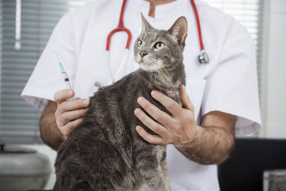 20 Best Photos Distemper In Cats Vaccine : Should You Vaccinate Your Adult Cat for Distemper? - The ...