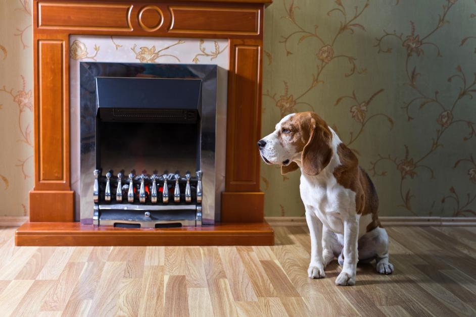 5 Ways to Avoid Scratches From Your Dog on Hardwood ...