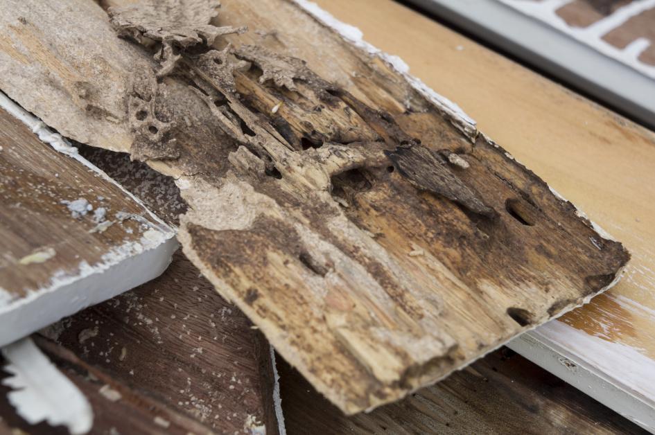 How To Tell If Your Hardwood Floors Have Termite Damage