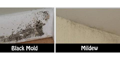 mold vs mildrew